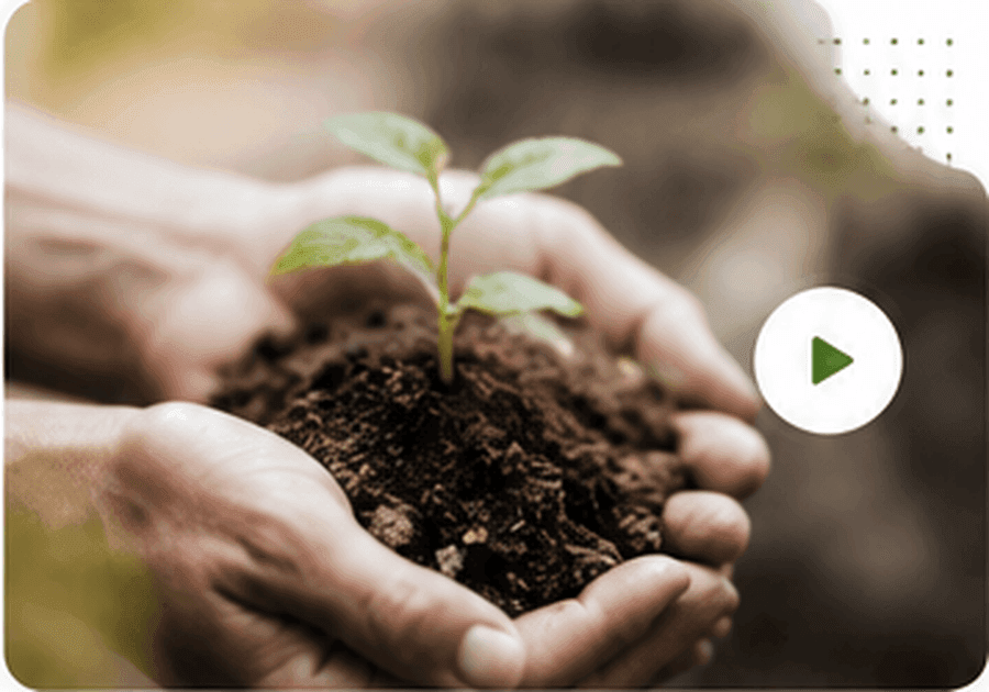 Hands holding seedling